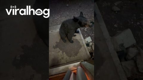Black Bear Pulls on Woman's Clothes || ViralHog