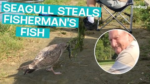 Fisherman Has A Rival Seagull || ViralHog