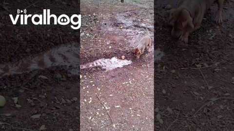 Ditch-Digging Puppy Helps With Washing the Car || ViralHog