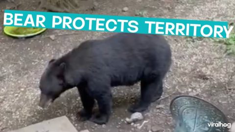 Bear Protects Territory || ViralHog