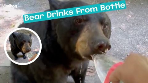 Thirsty Bear Drinks From Bottle || ViralHog