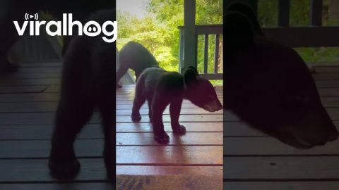 Mama Bear And Cubs Visit Cabin Porch || ViralHog