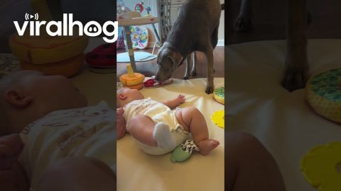 Gentle Lab Takes Baby's Sock || ViralHog