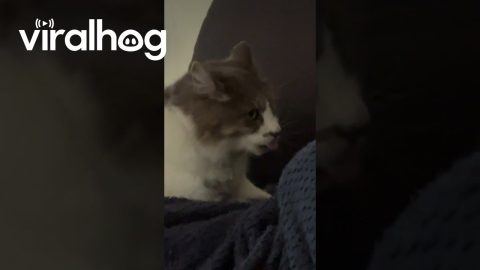 Suckling Cat In Biscuit Trance || ViralHog