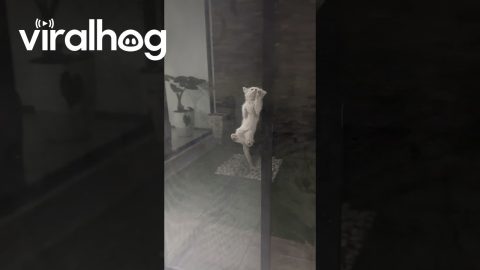 Spider-Kitten Spotted on Screen Door || ViralHog
