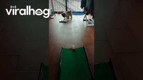 Pug Plays Mini Putt || ViralHog