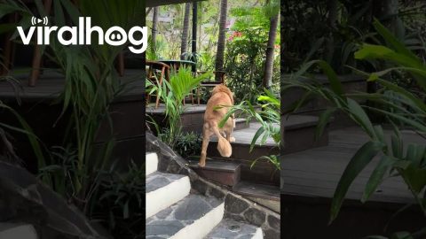 Dog With a Lion Haircut || ViralHog