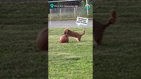 Dog Plays Basketball || ViralHog