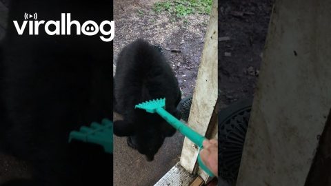 Wild Black Bear Enjoys Getting Its Back Scratched || ViralHog