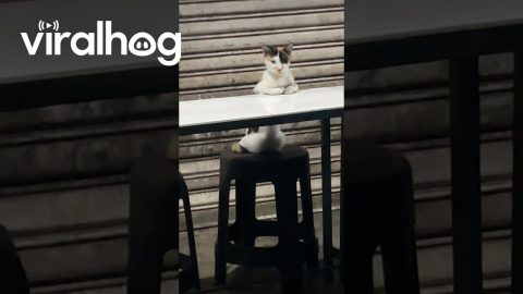 Cat Looks Like It's Contemplating Life || ViralHog