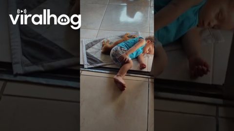 Small Sleepy Companions Cuddle On Rug || ViralHog
