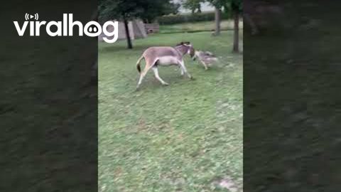 Dog Plays Chase With Donkey || ViralHog