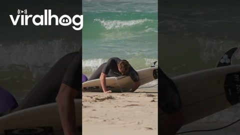 Surfer Stumbles and Snaps Board || ViralHog