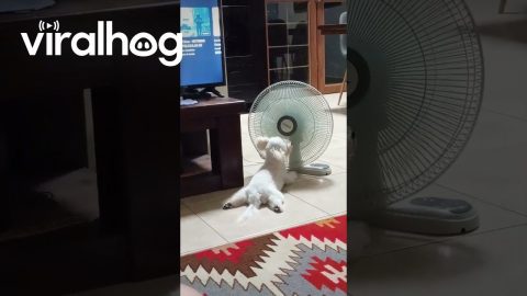 How to Cool Off a Hot Dog || ViralHog