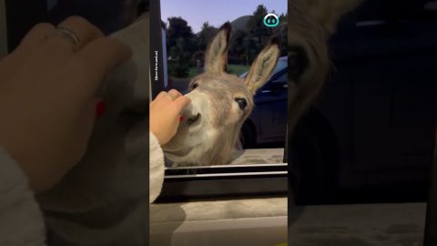 Donkey Neighbor Butts In For Brekkie || ViralHog