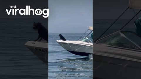 Dog Rides on Speedboat || ViralHog