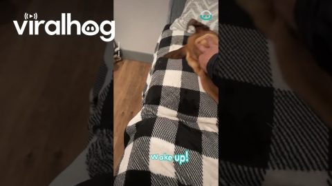 Puppy Danger Naps On Sofa || ViralHog