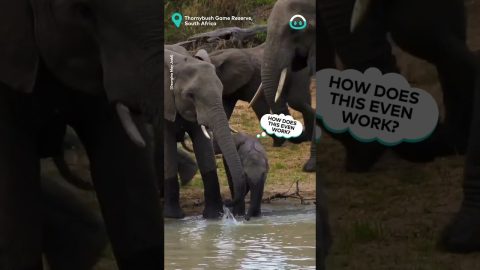 Baby Elephant Tries To Master Trunk || ViralHog