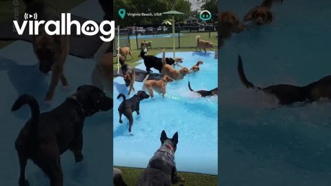 Pool Day For Dogs || ViralHog