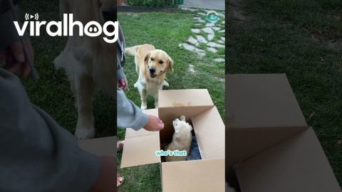 Golden Retriever Unboxes Brand New Bestie! || ViralHog