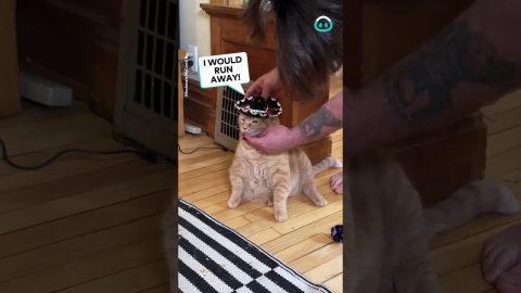 Cat In Tiny Sombrero || ViralHog