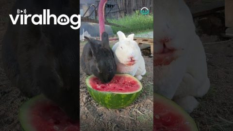 Bunny Pals LOVE Watermelon Snack || ViralHog