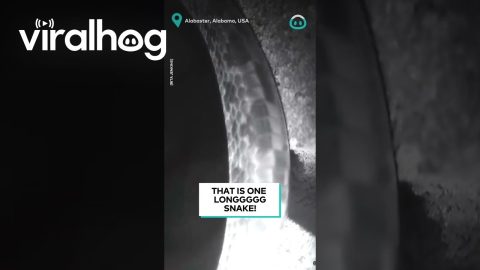 Snake Rings Doorbell || ViralHog