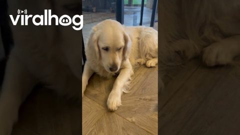 Ducklings Use Dog As a Slide || ViralHog