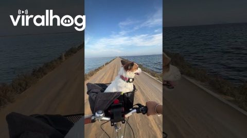 Dog Takes in the Scenery From Her Throne || ViralHog
