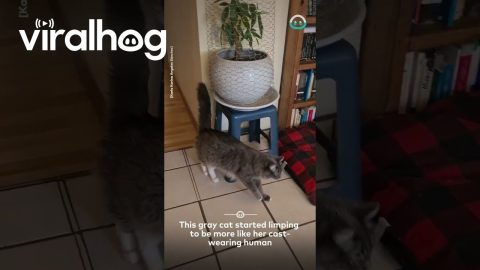Cat Does Fake Limp To Mimic Its Owner || ViralHog