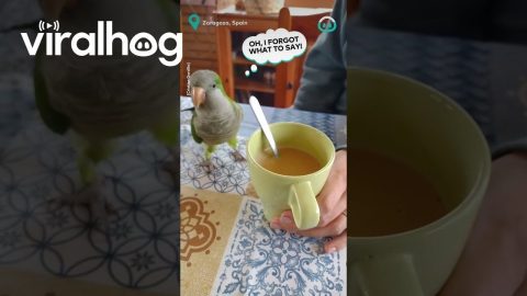 Parrot Is Very Good At Stirring Coffee || ViralHog