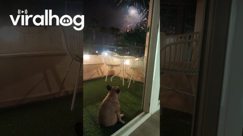 Frenchie Enjoys Fireworks || ViralHog