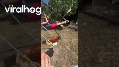 Family Plays On Swings With Pet Chicken || ViralHog