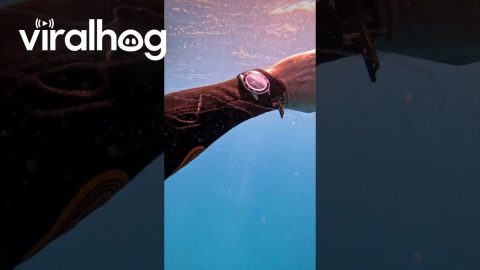 Odd Sea Creature Appears to Mimic Diver's Watch || ViralHog