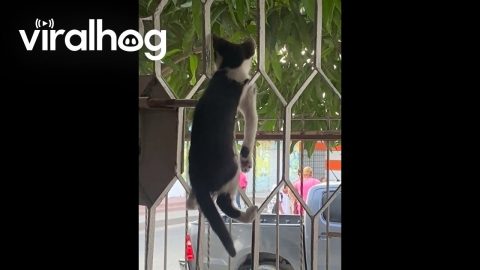 Kitten Climbs Up Gate to People Watch || ViralHog