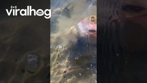 Finding 50 Dollars in the Water || ViralHog