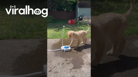 Puppy Plays With Doggy Water Fountain || ViralHog