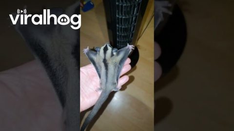 Sugar Glider Flight Training || ViralHog