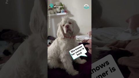 Blind and Deaf Dog Recognises Owner By Smell || ViralHog