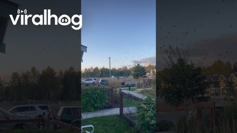 Crows Congregate in Neighborhood || ViralHog