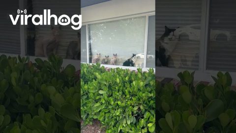 Catspiracy Theory || ViralHog