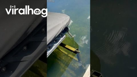 It's The Snakes' Jet Ski Now || ViralHog