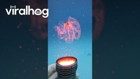 Salp In The Sea || ViralHog