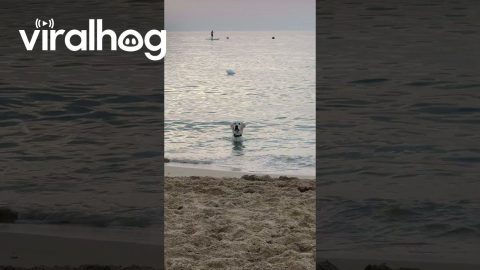 Golden Waits In The Waves || ViralHog