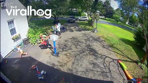 Black Bear Lumbers Through Busy Yard || ViralHog
