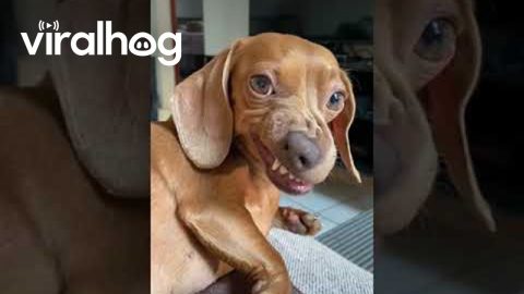 Bad-tempered Dachshund Turns Up Her Nose || ViralHog