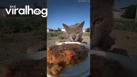 RC Car Cat Food Delivery Service || ViralHog