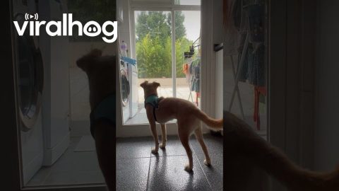 Pup With a Persistent Tremor || ViralHog
