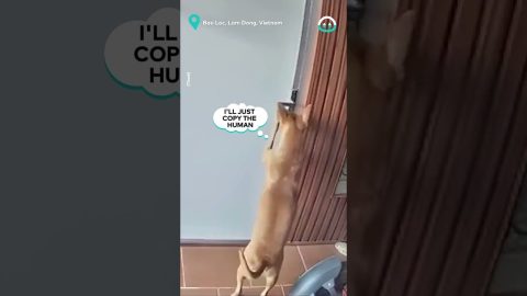 Dog Opens Door With Ease || ViralHog
