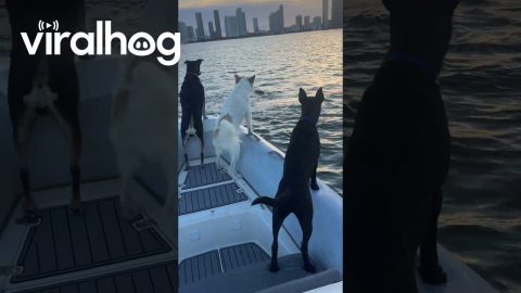 Dolphins Put on a Show for Rescue Dogs || ViralHog